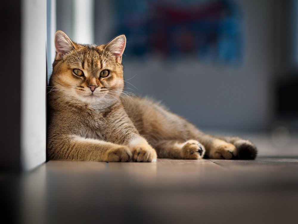 В доме хозяин