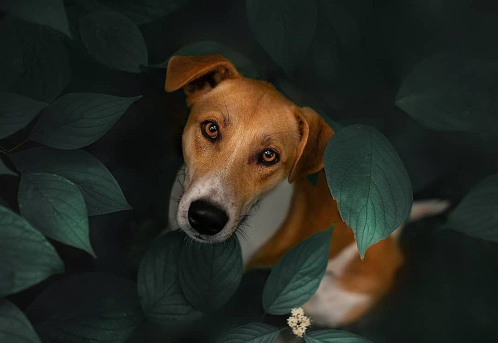 Photograph by Ольга Овчинникова