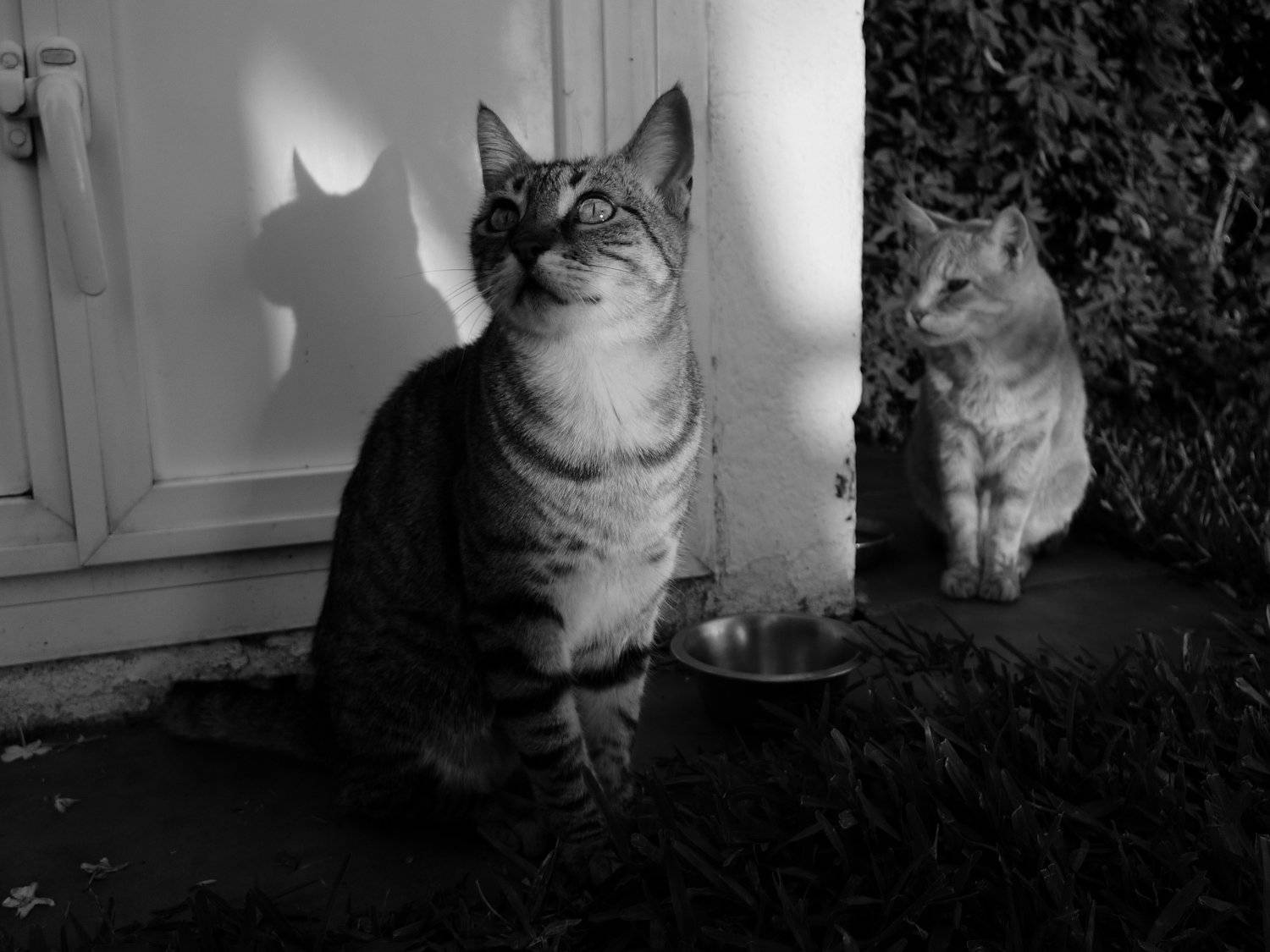 Photo #3609101