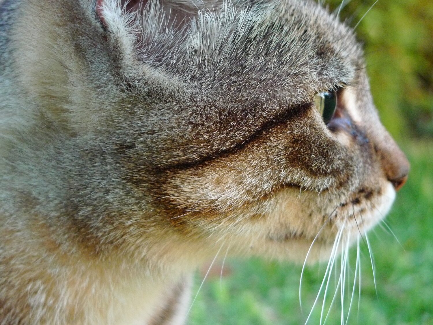Photo #3609106