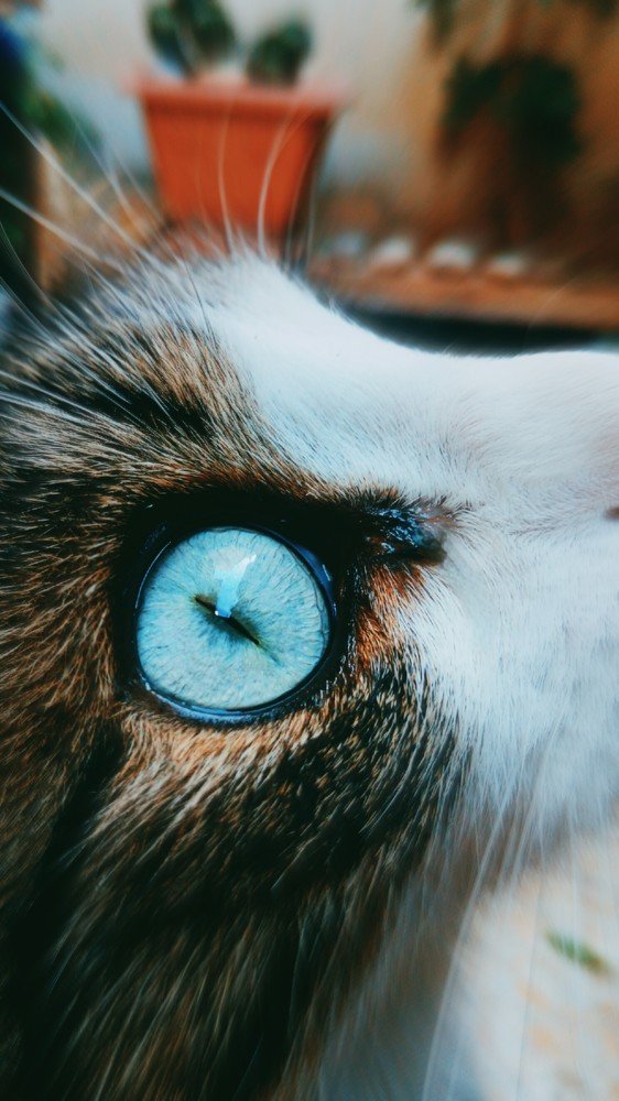 cat eyes