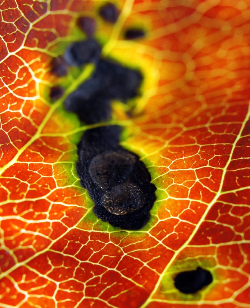 Photograph by Мария Загоревская