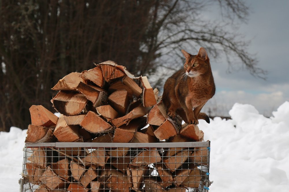 Photograph by Алена Гершфельд