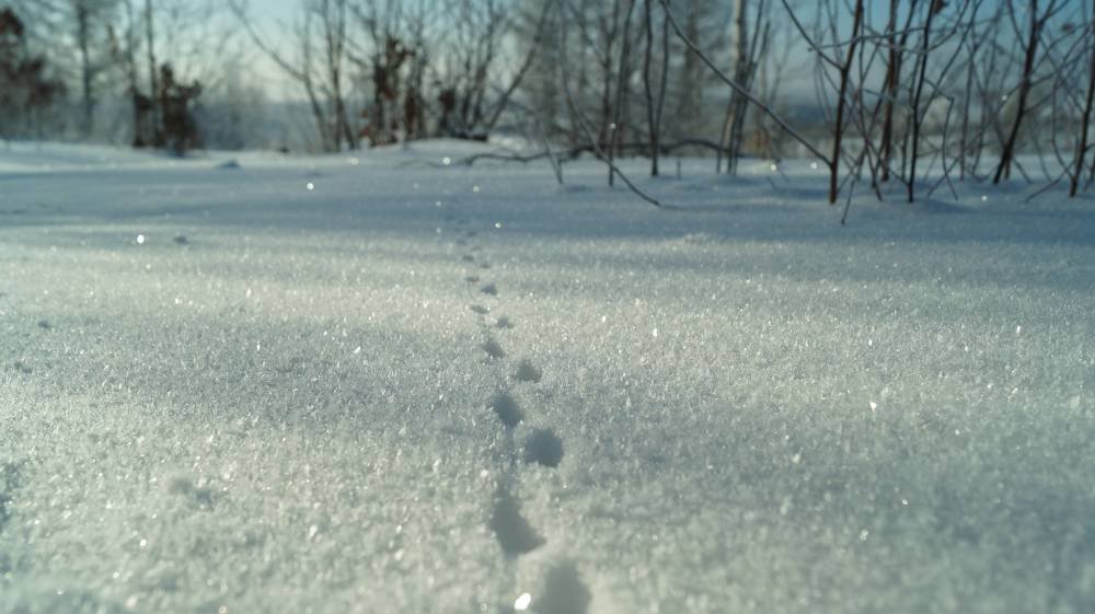 Photograph by Иван Кирилков