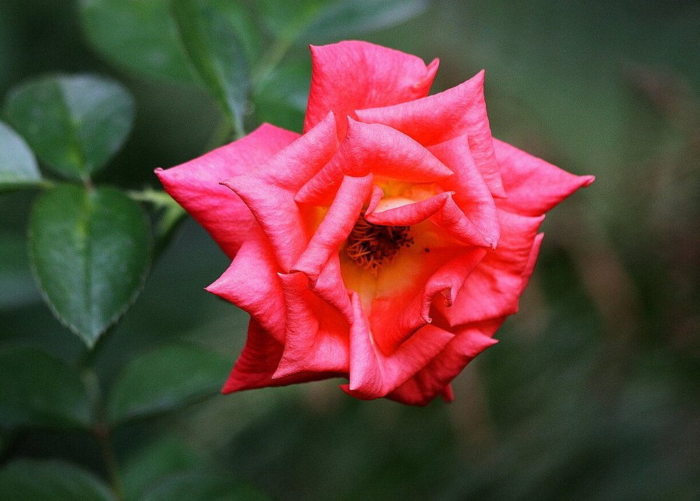 Фотография автора АЛЕКСАНДР ЦЫГЕЛЬНЮК