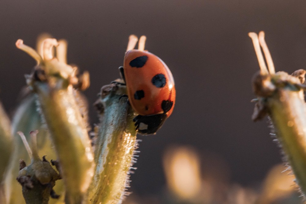 Фотография автора Маргарита Басова