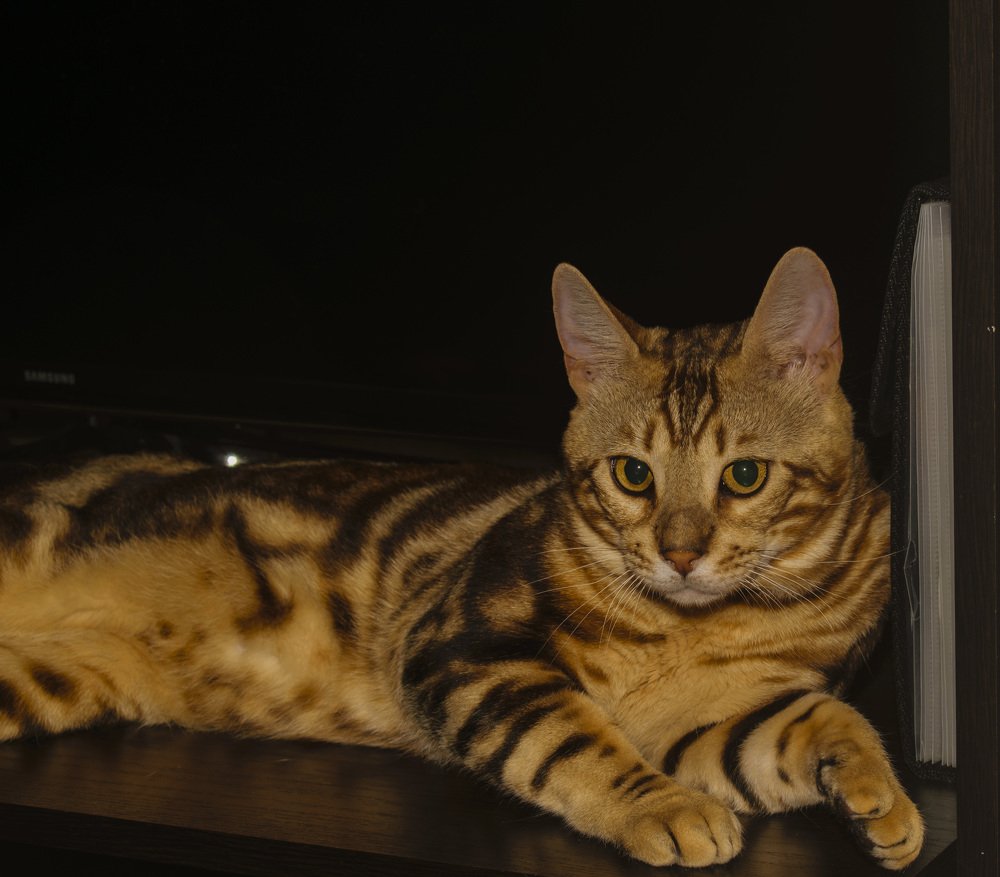 Представитель семейства кошачьих