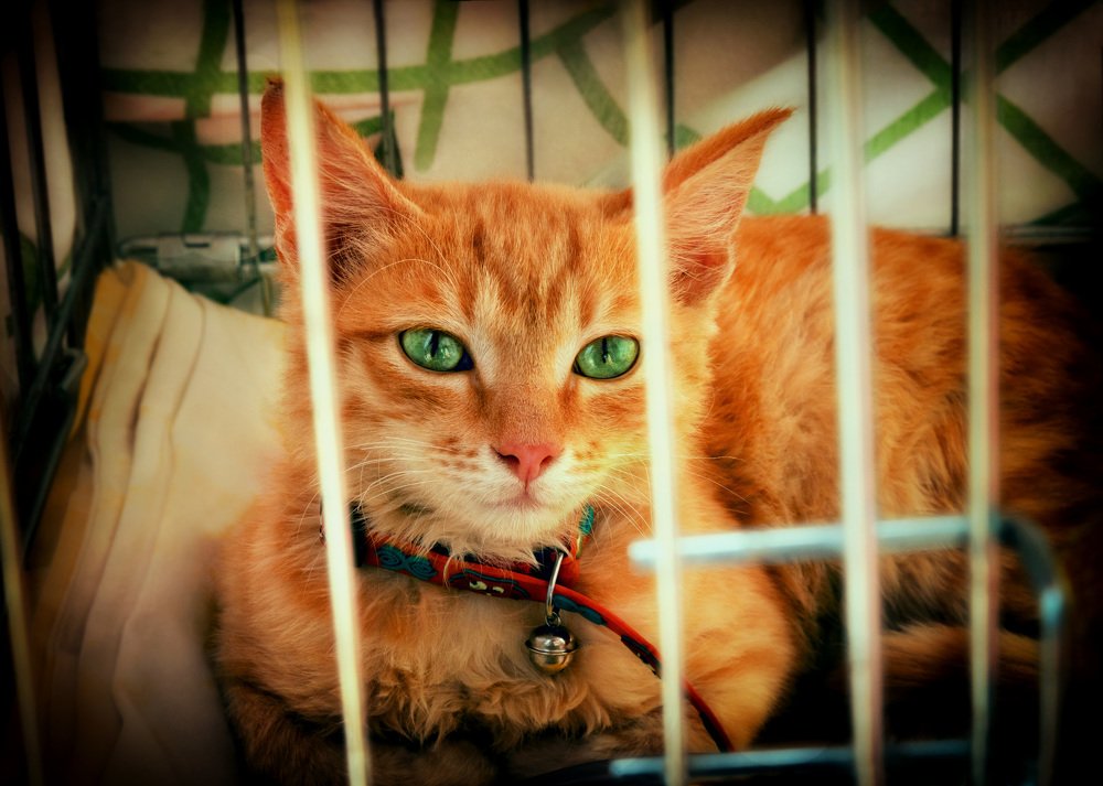 Солнечный лучик в клетке или Рыжик из приюта. Sunshine in a cage or ginger from the animal shelter.