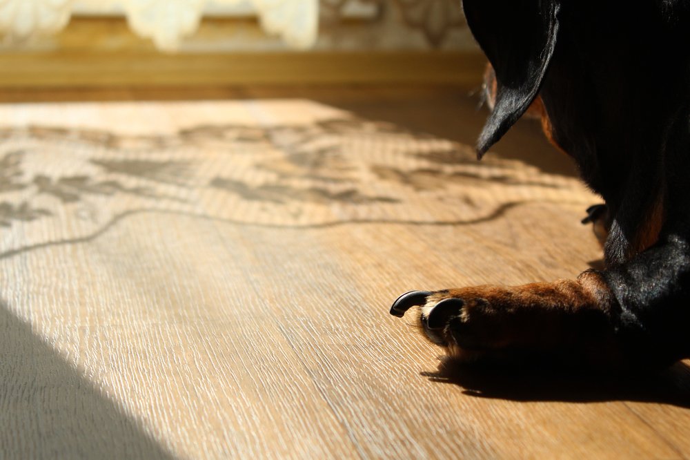 Фотография автора Дарина