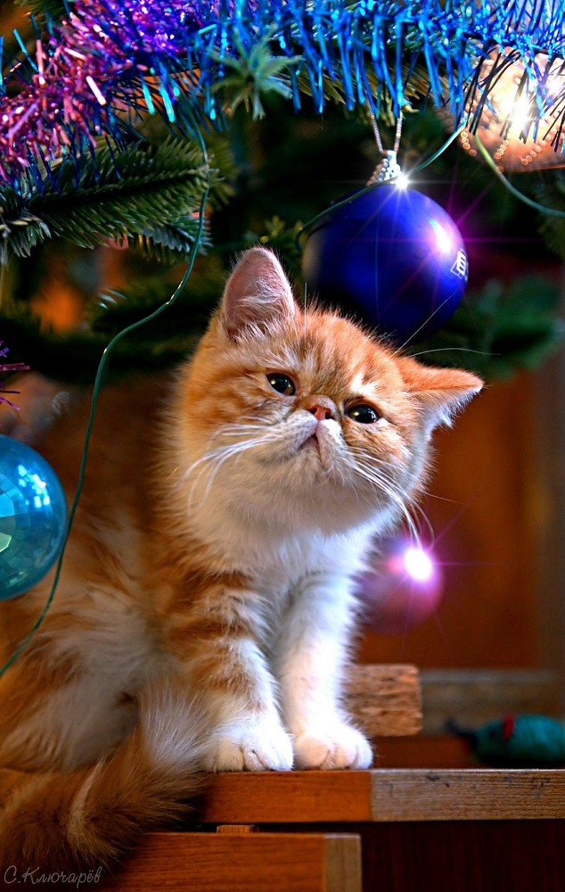 Photograph by Сергей Ключарёв