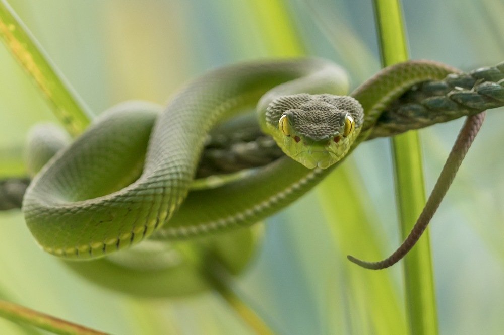 Look of Life or Death