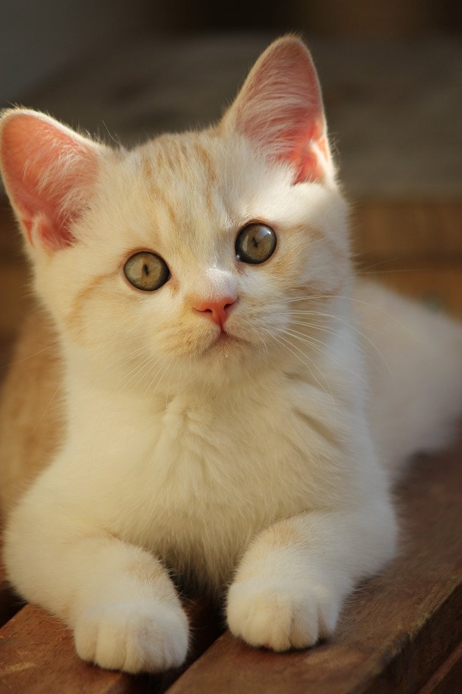 Фотография автора Lujza Stoklas