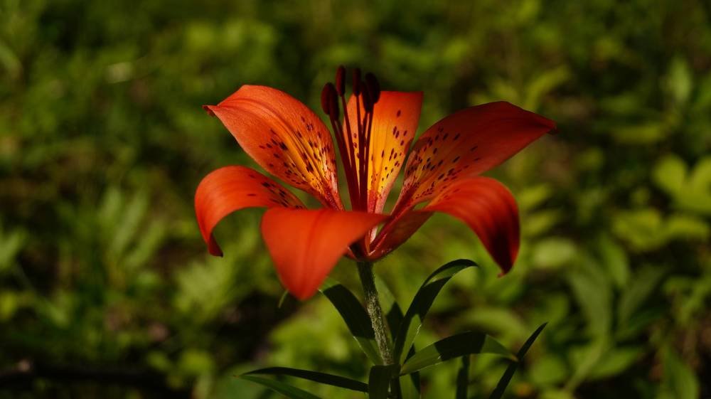 Photograph by Иван Кирилков