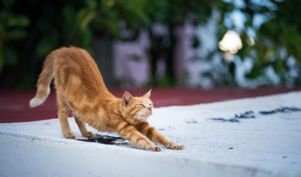 Фотография автора Alexandr Bogdanov