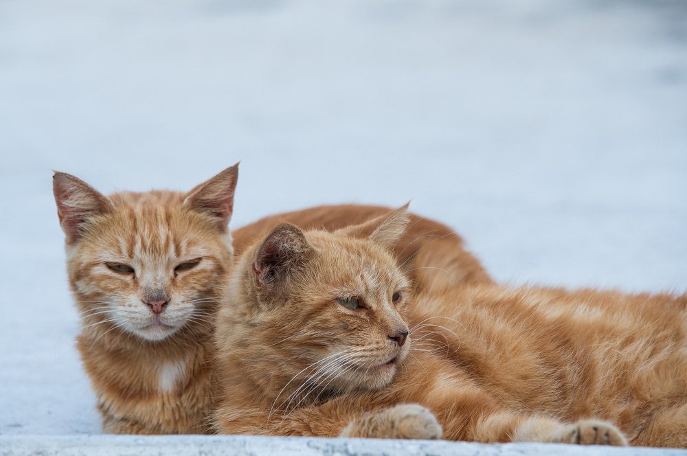 Фотография автора Alexandr Bogdanov