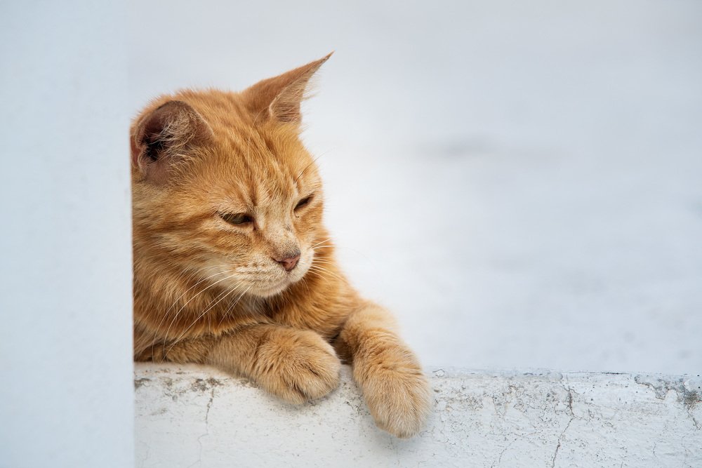 Фотография автора Alexandr Bogdanov