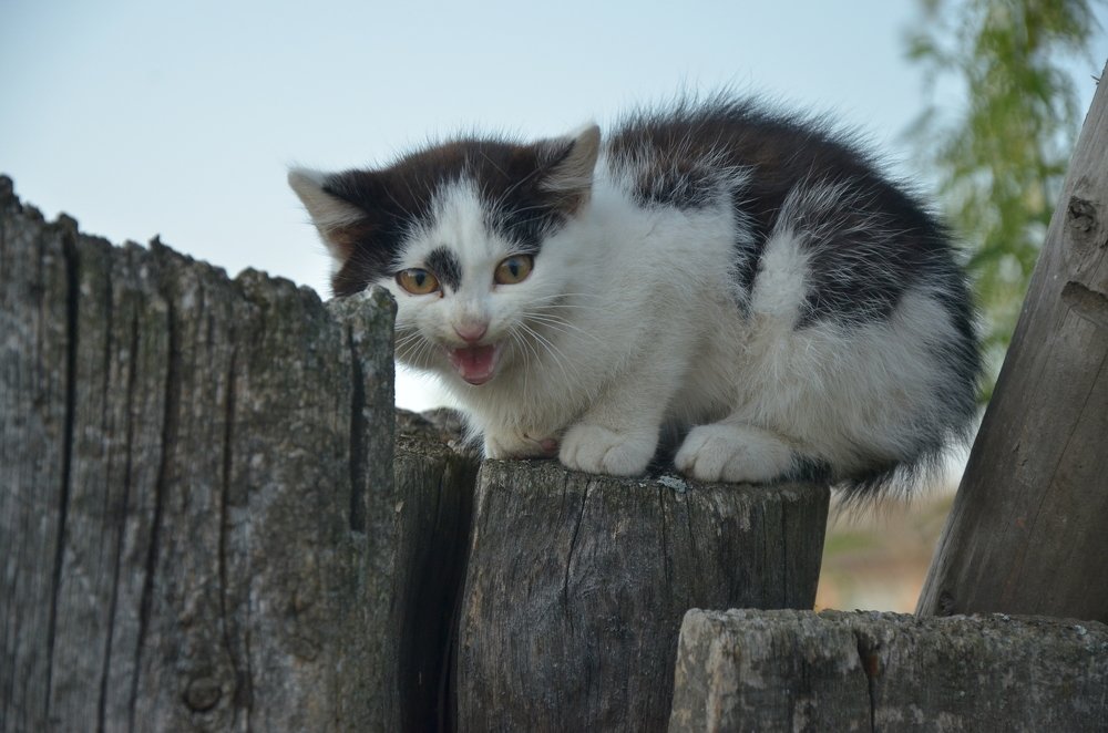 Photograph by Ольга Пацуло