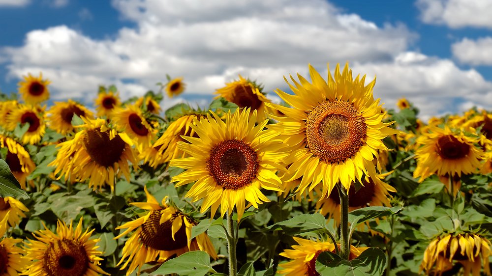 Воплощение желтого