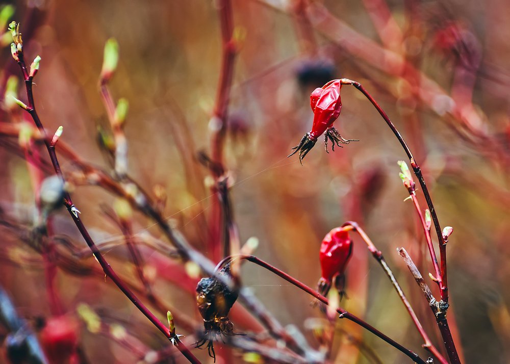 Дикий шиповник