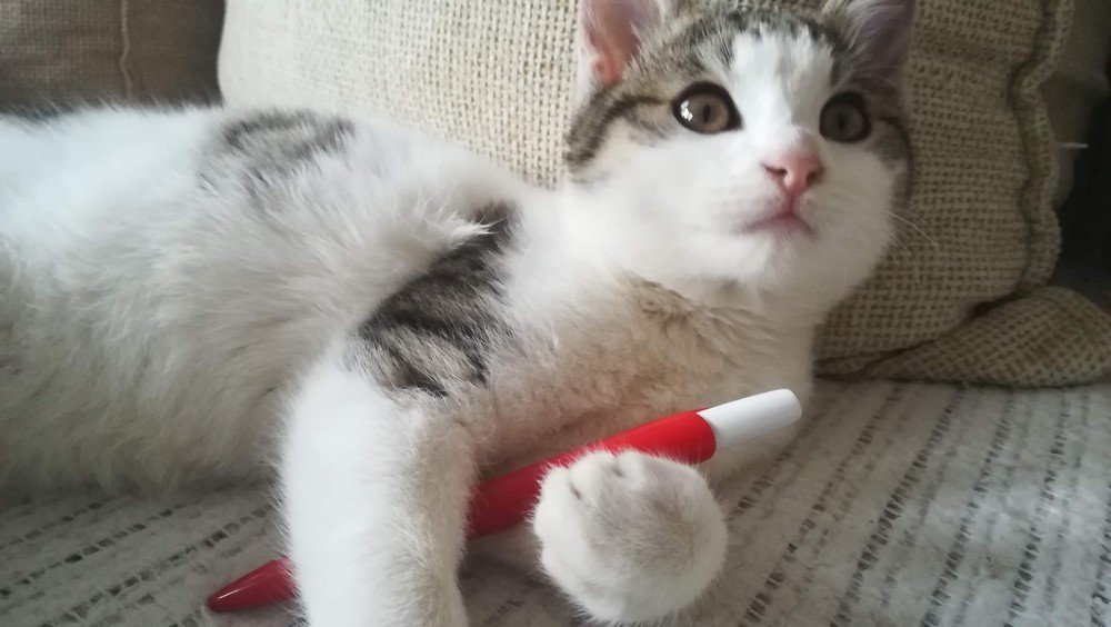 Photograph by Gemelina Opriș