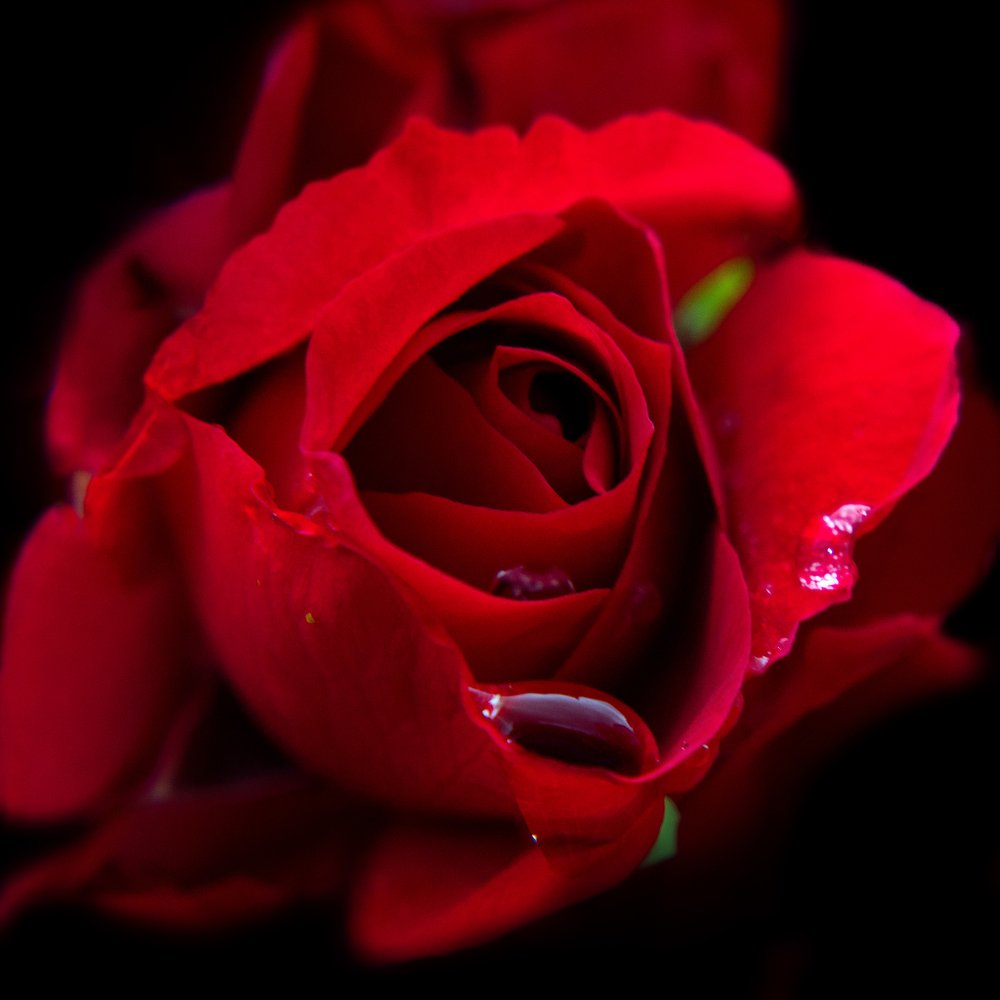 Photograph by Екатерина Катерина