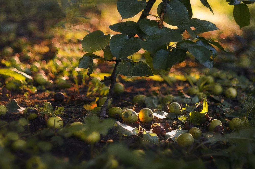 Photograph by Полина Хрол