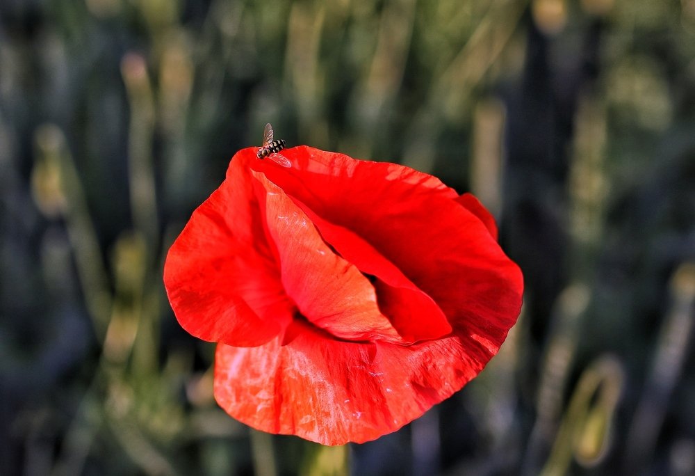 Полет над маком