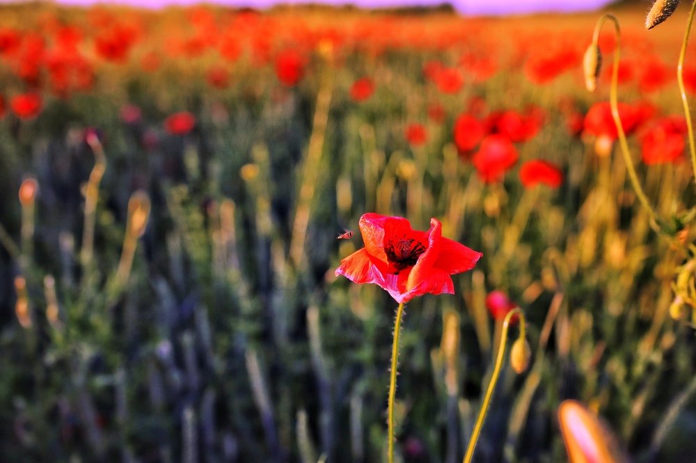 Маковые поля