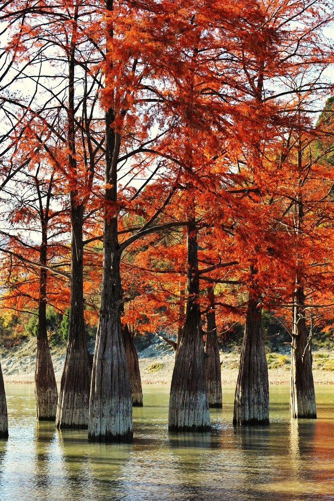 Болотные кипарисы