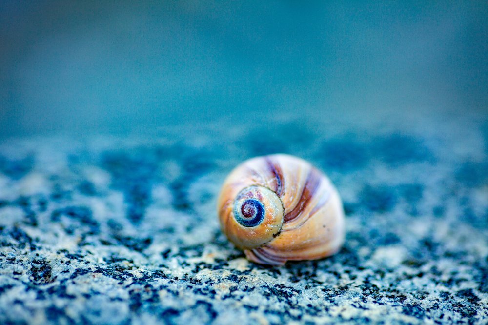 ракушка на голубом