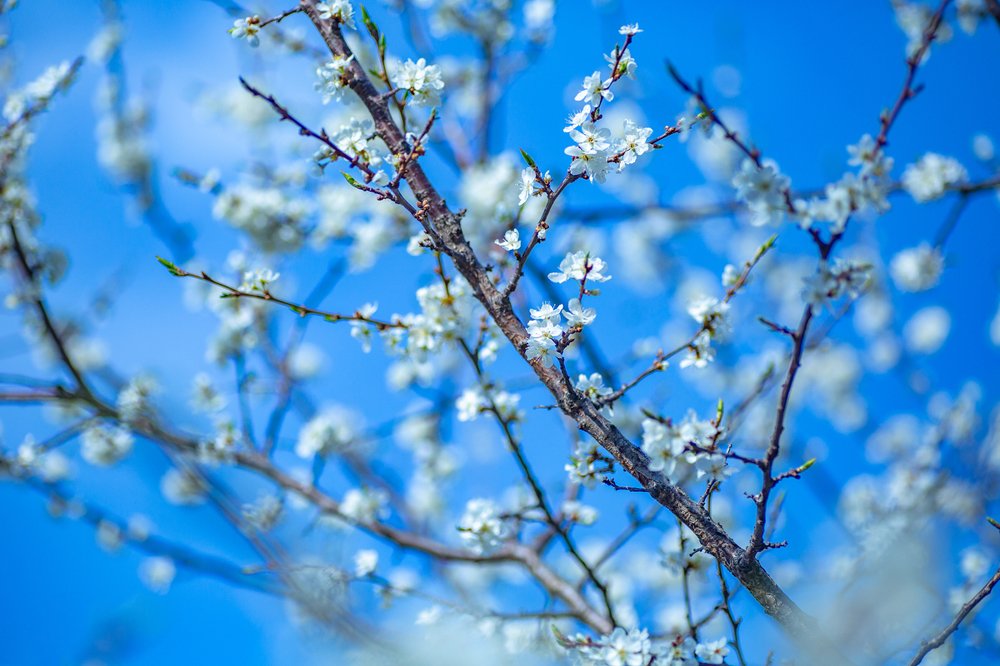 голубое небо весны