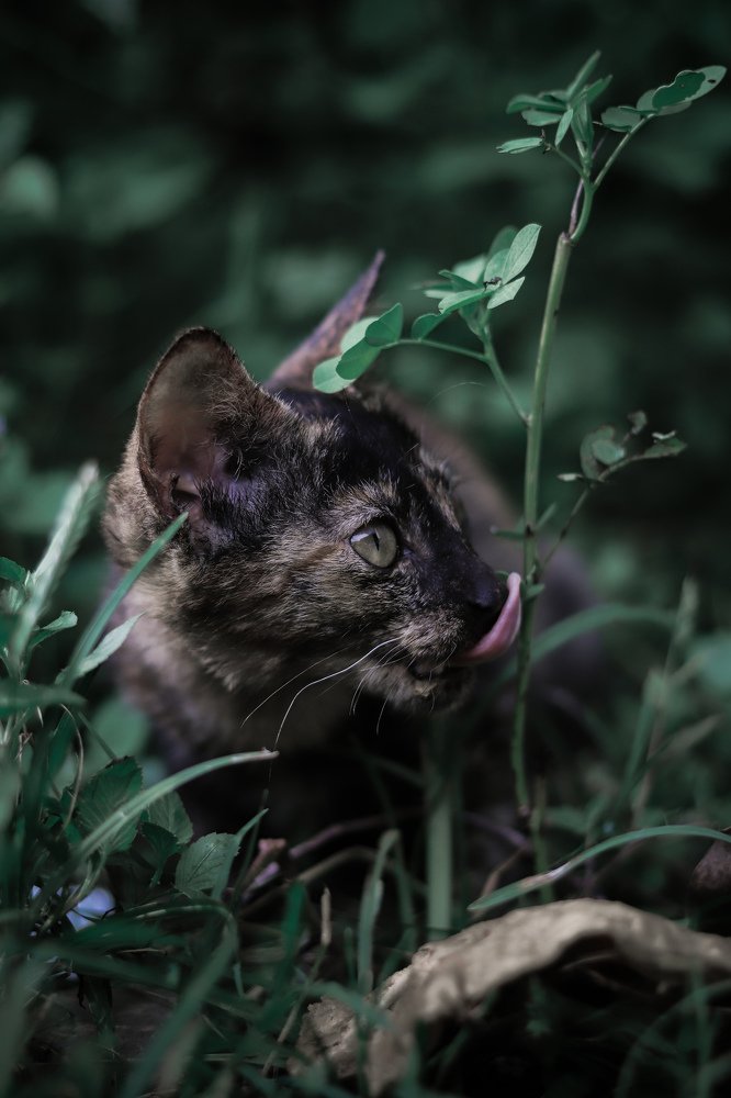 My soul animal: Cat