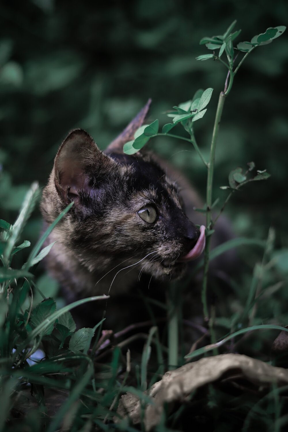 My soul animal: Cat