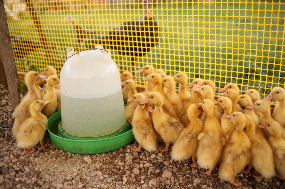 Фотография автора Евгения Ружанская