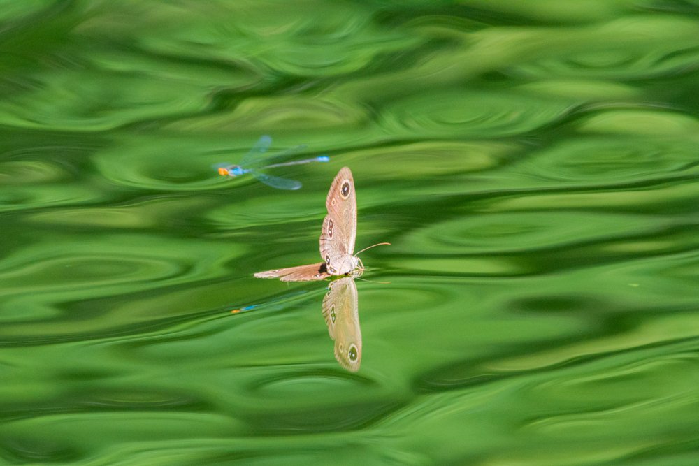 Resting Butterfly
