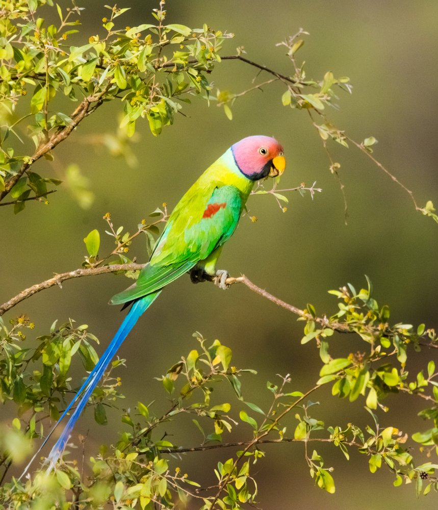 Parakeet on a Tree