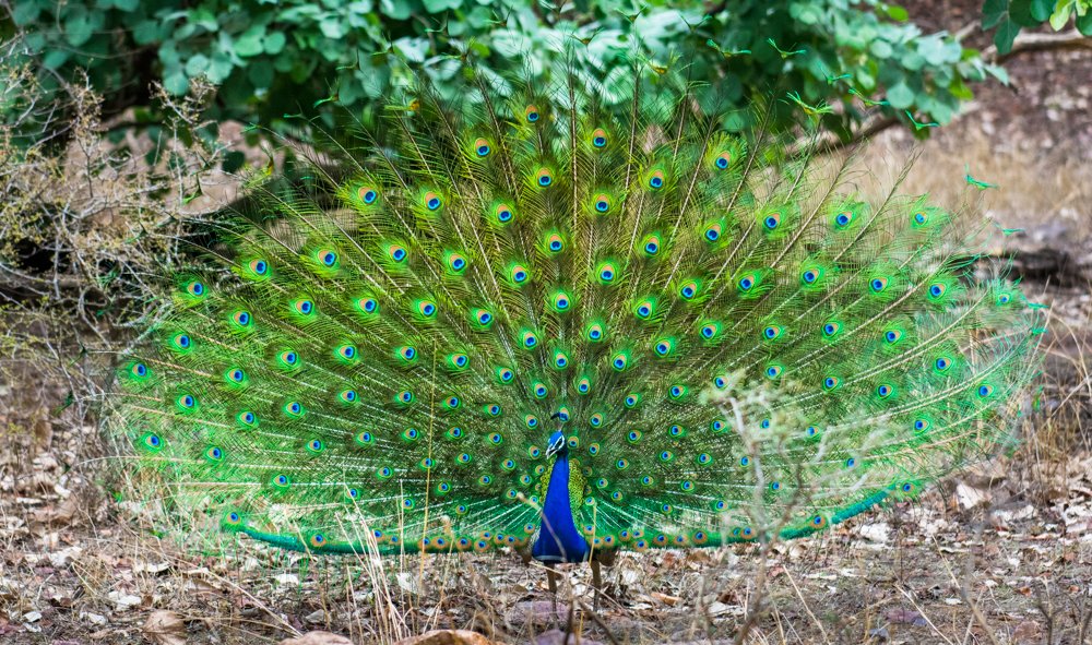 Dancing Indian Peacock