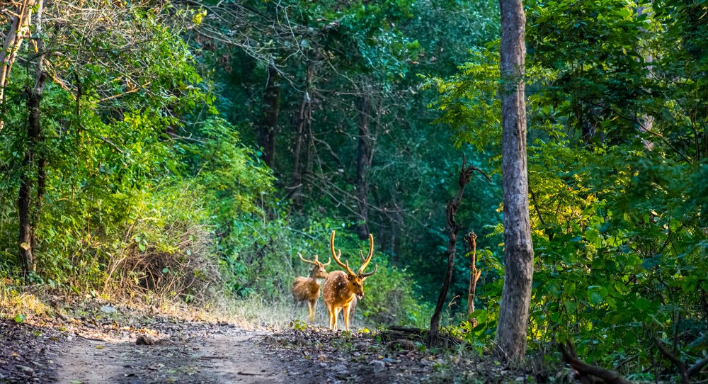 Shades of National Park