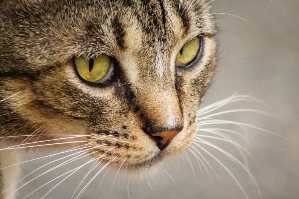 Photograph by Zaheer Baksh