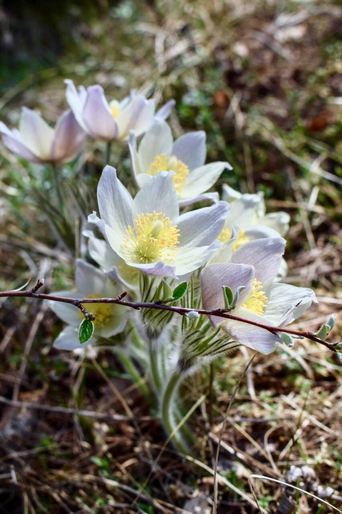 Лесные ангелы