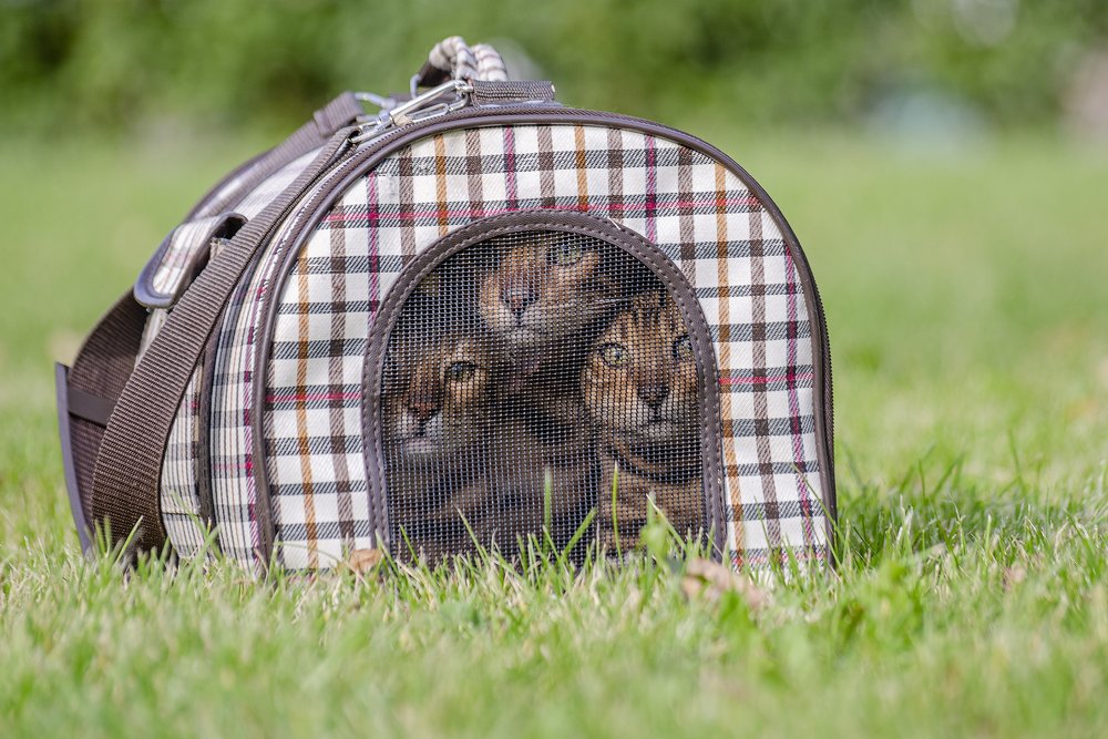 Photograph by Дмитрий Пискарев