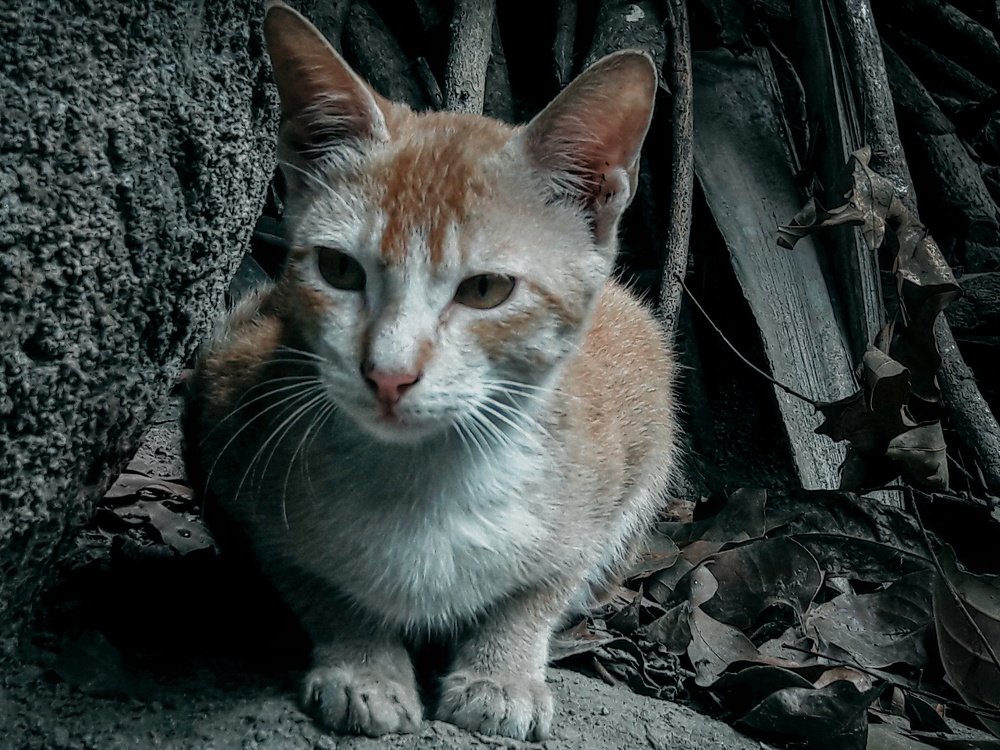 A Cute Mini Cat