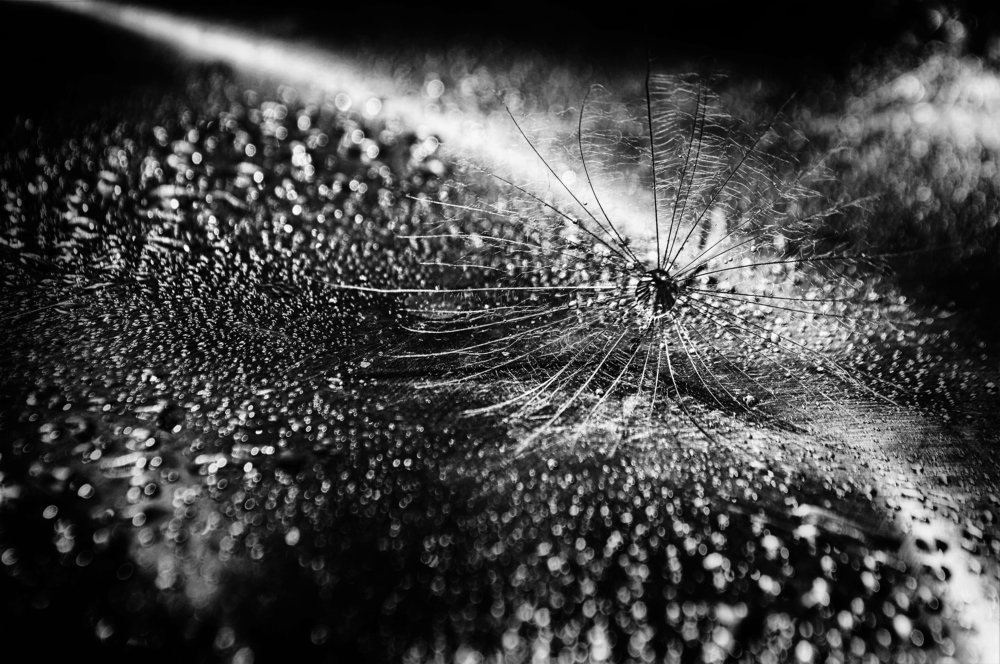 Photograph by Teodora Sarbinska