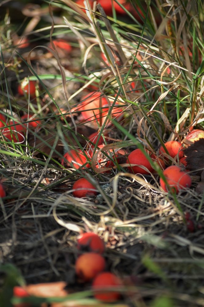 Photograph by Юрий Олейников