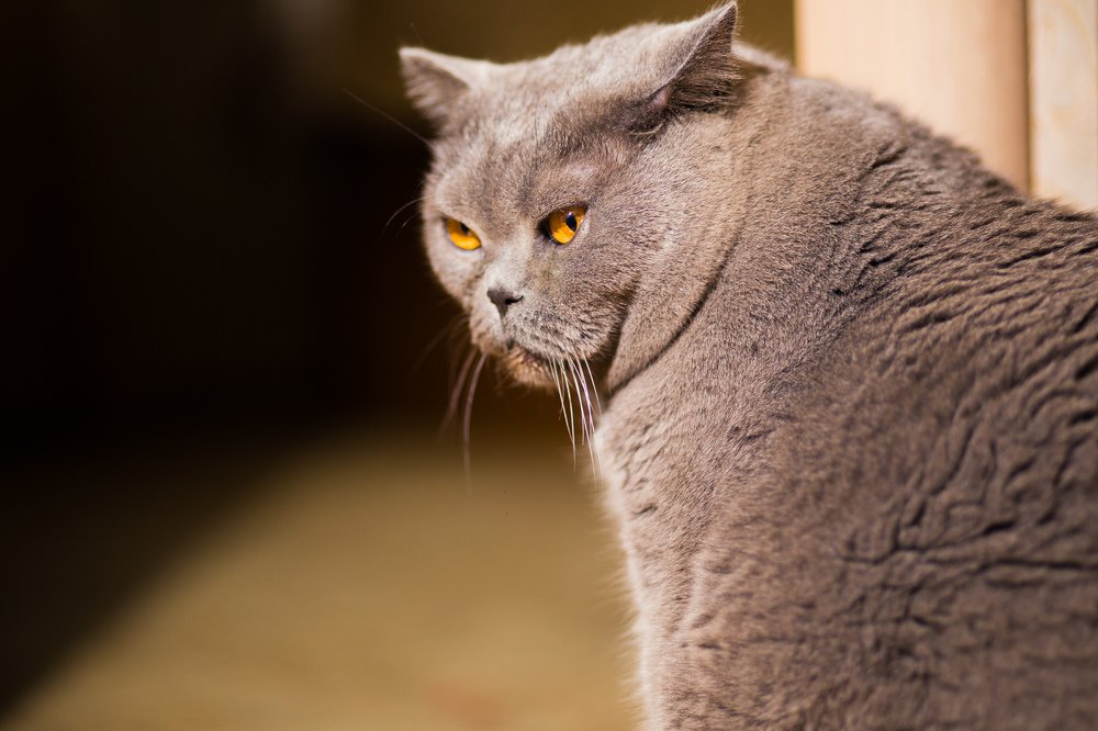 Photograph by Андрей Лекомцев