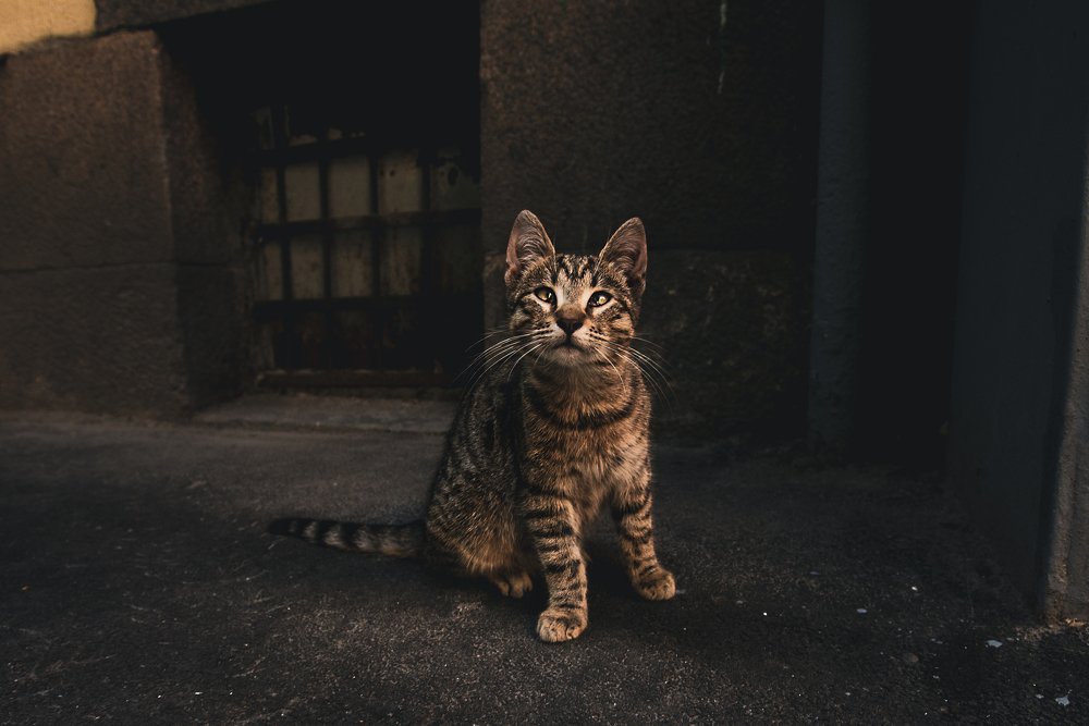 Photograph by Илькин Салимов