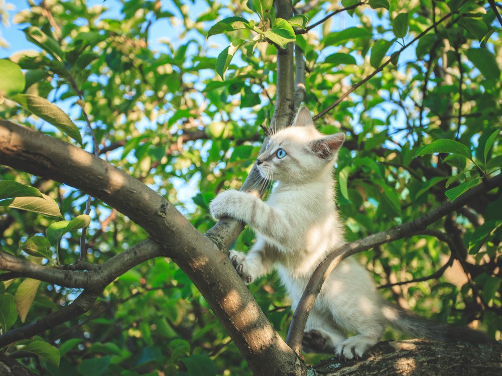Первые горизонты