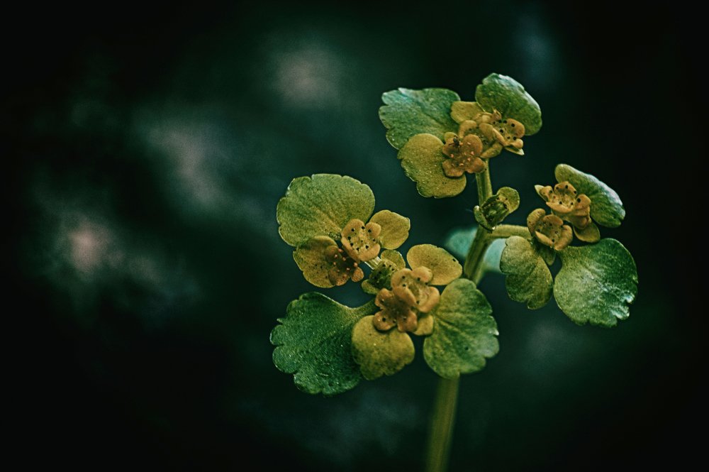 Photograph by Teodora Sarbinska