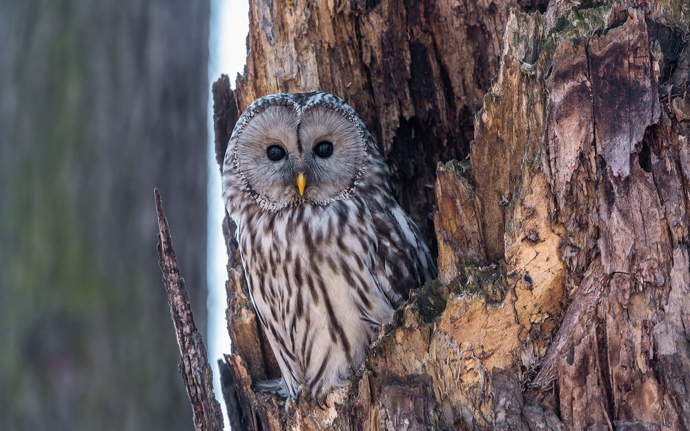 Длиннохвостая неясыть.