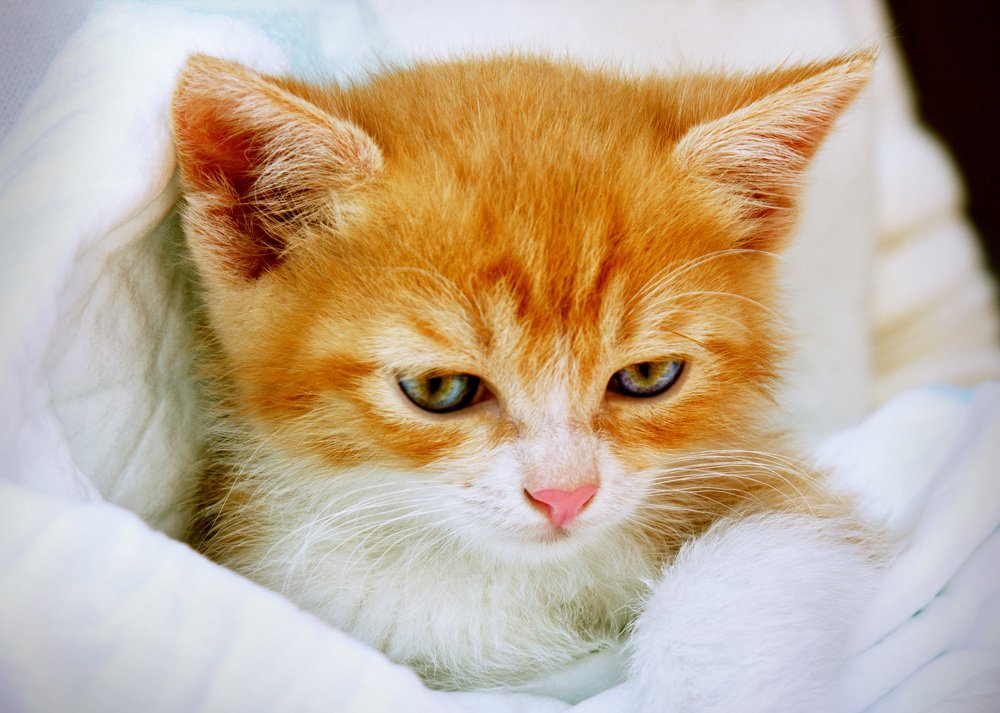 Солнечный Лучик.